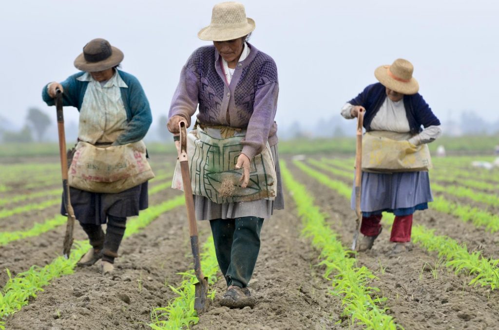 Three Peruvian farmers in a crop.