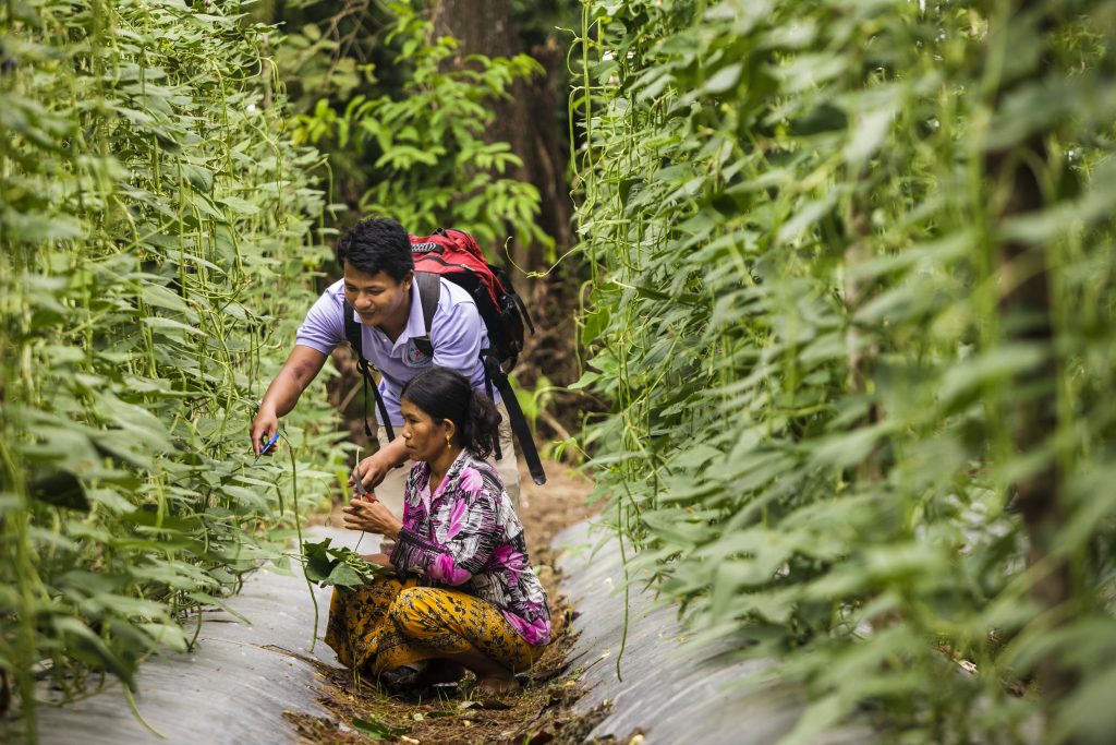 L'agriculture au Cambodge