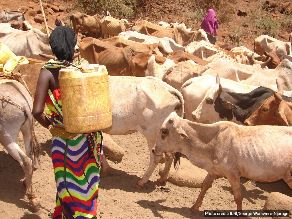 Boran women taking on dual tasks of herding cattle and fetching water for the family in Kenya. (Photo credit: ILRI/George Wamwere-Njoroge)
