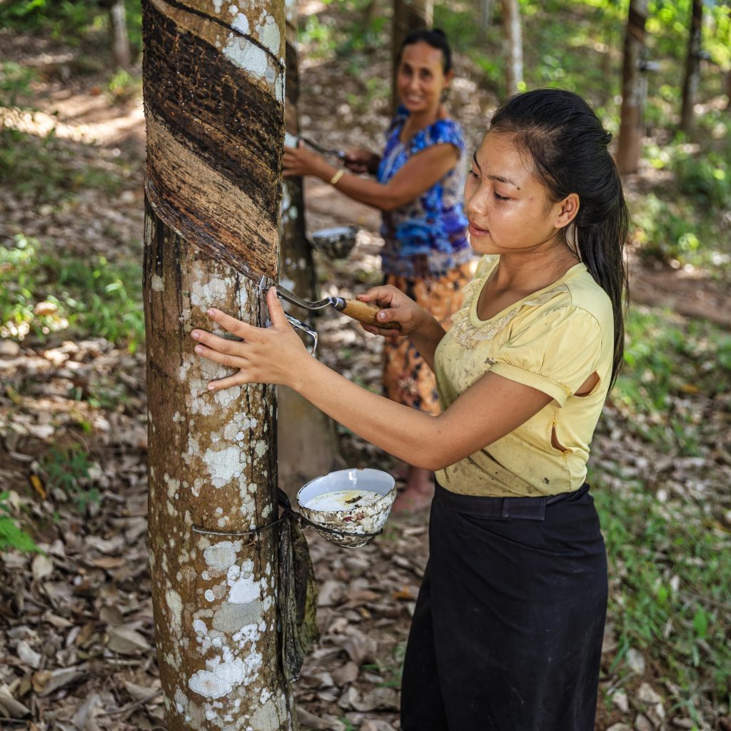 Mujer laosiana recogiendo látex de un árbol de caucho en el norte de Laos