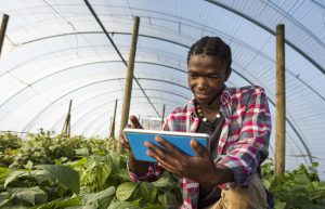 An surface level image of a young African Xhosa Male in his greenhouse vegetable garden, sits on his haunches while referencing information on his tablet.