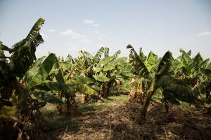terres agricoles au Burkina Faso
