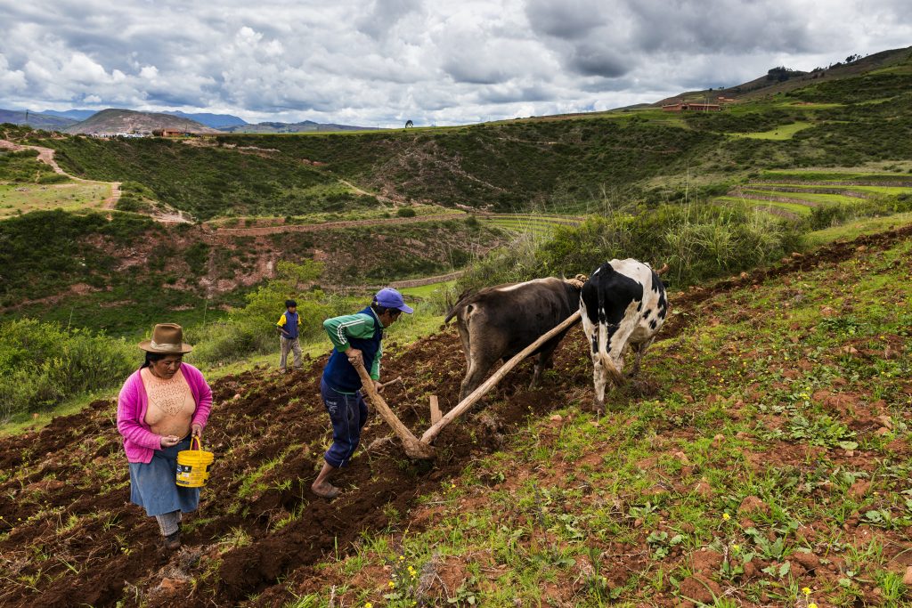 Maras, Pérou - 23 décembre 2013 : Une famille péruvienne labourant la terre près des terrasses Moray Inca, près de Maras, dans la Vallée Sacrée, au Pérou. Les terrasses de Moray sont un site archéologique où les Incas ont construit des terrasses circulaires censées être utilisées pour étudier les cultures. Les agriculteurs locaux, comme la famille photographiée, continuent de développer des activités agricoles dans la zone entourant le site en utilisant des techniques traditionnelles.