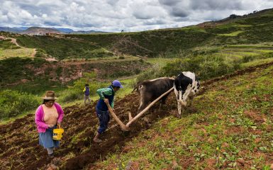 Maras, Peru - December 23, 2013: A Peruvian family plowing the land close to the Moray Inca Terraces, near Maras, in the Sacred Valley, Peru. The Moray terraces are an archaeological site where the Incas built circular terraces believed to be used for studying crops. Local farmers, such as the family photographed, continue to develop agriculture activities in the area surrounding the site using traditional techniques.