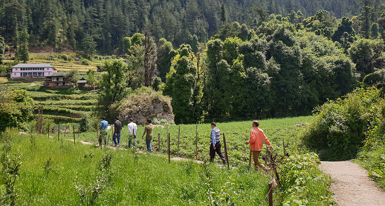 Five men walking in a farm in Rural India.