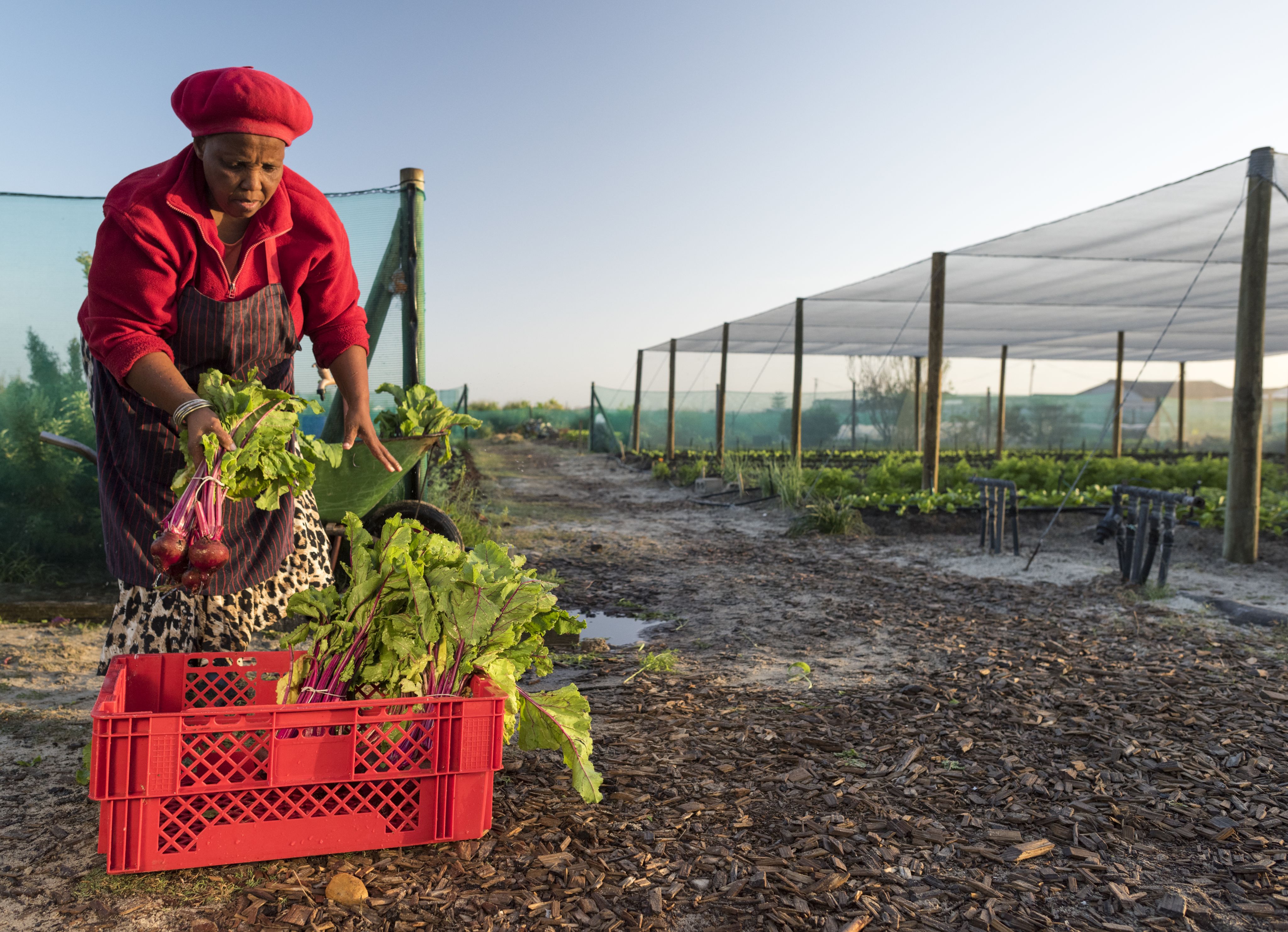 African woman packing crate with vegetables.