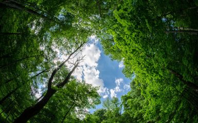 Maquoketa Caves State Park - Fisheye View of the Forest
