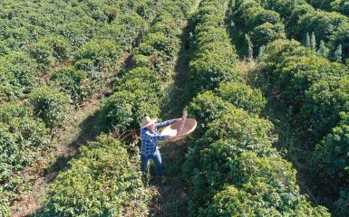 man working on coffee crop