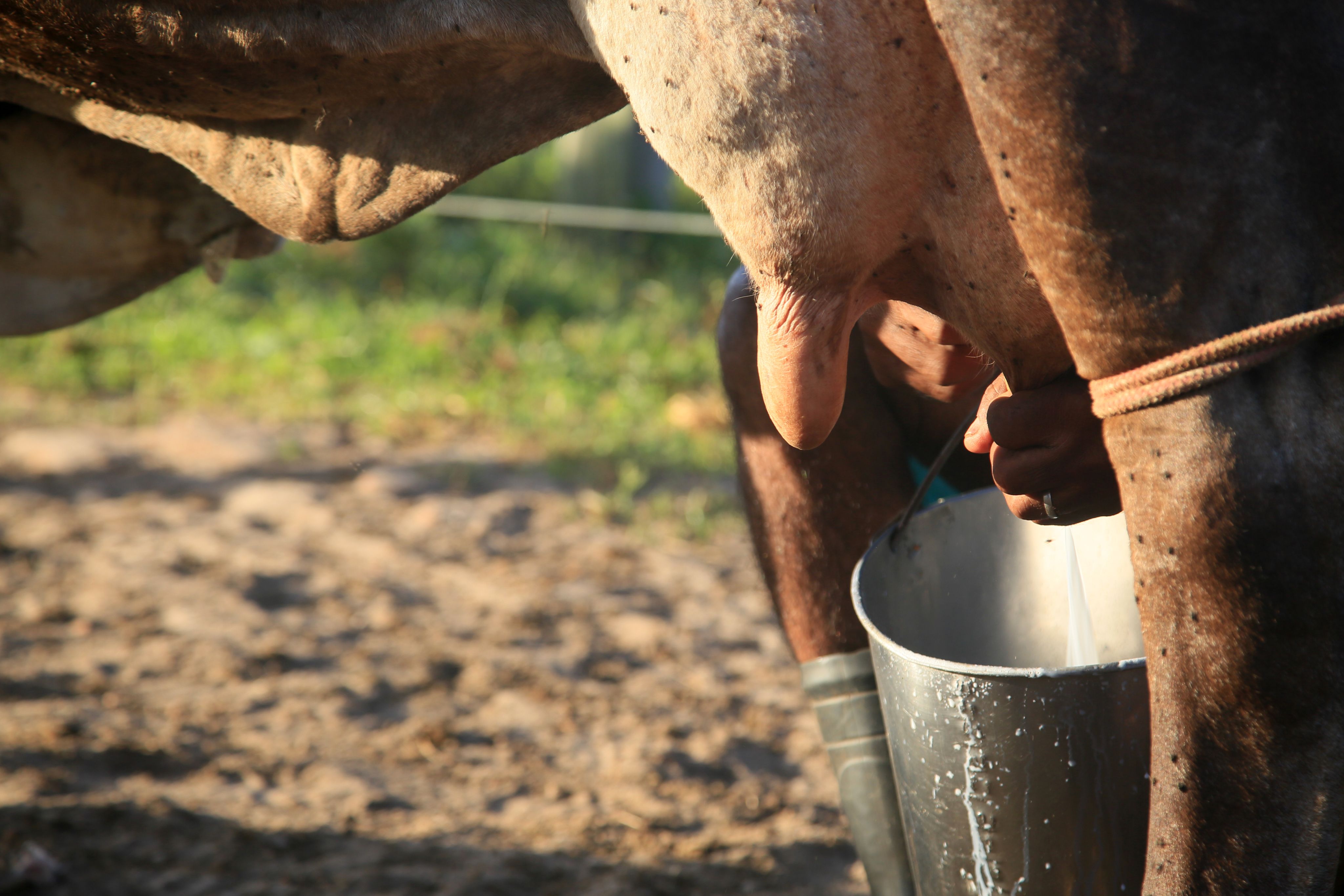 Brazil Improves The Adaptive Capacity Of Agricultural Production 