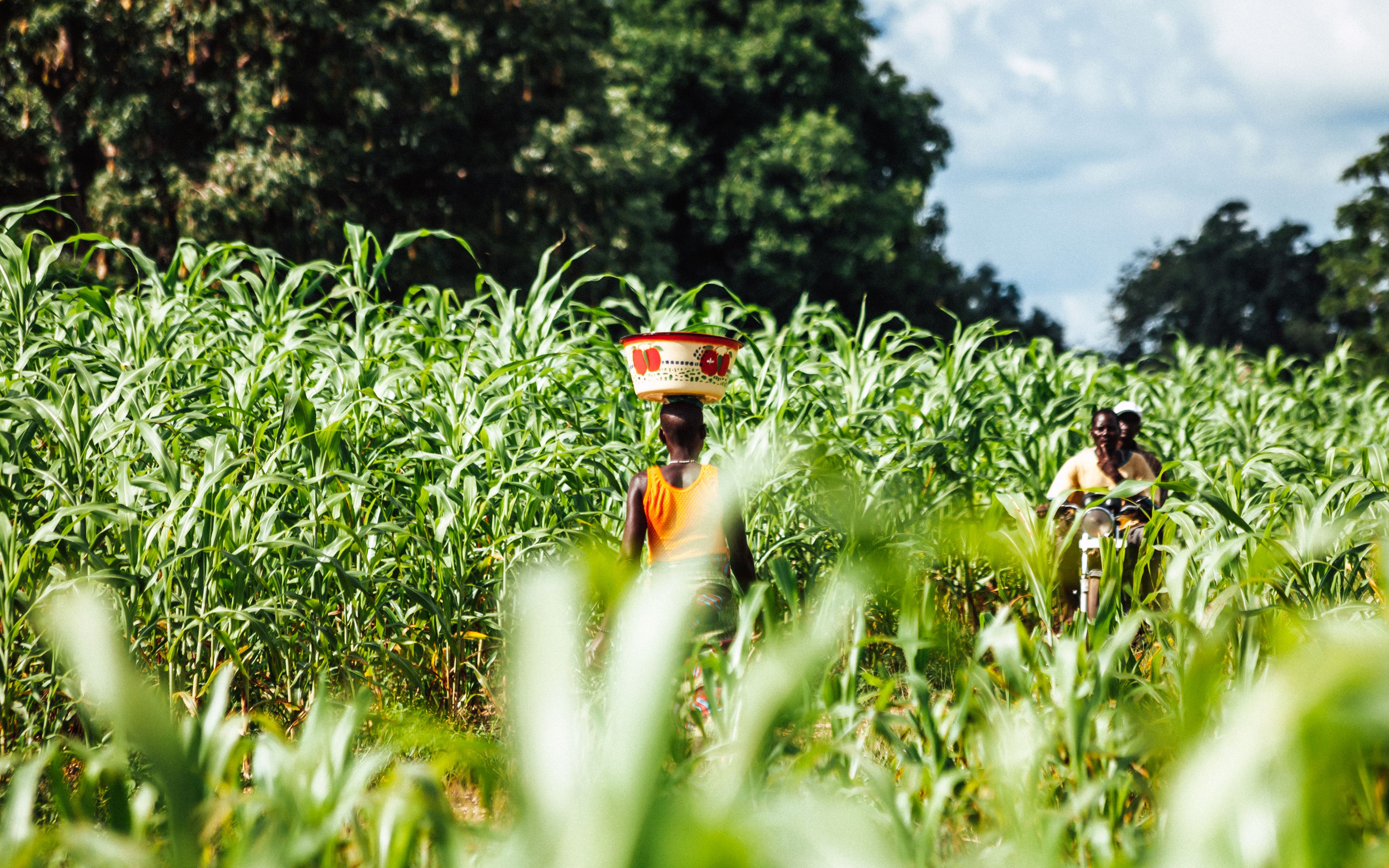 Scaling Up Climate Resilience In Benin The Launch Of The Country S   Istock 1312541273 4096x2560 