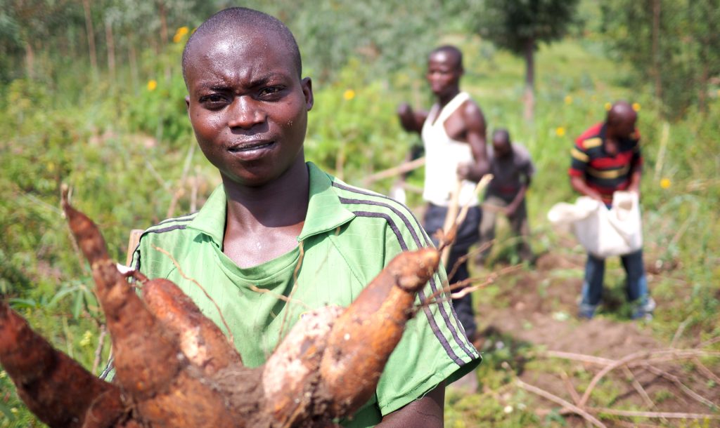 12 de abril de 2018 - Kisengeri, Ruanda: Cosecha y mercado de yuca en África central