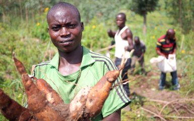 12 de abril de 2018 - Kisengeri, Ruanda: Cosecha y mercado de yuca en África central