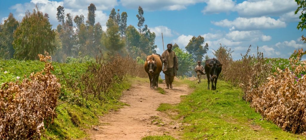 Agricultura familiar en Ruanda, mientras un hombre y su hijo mueven dos vacas a lo largo de un camino entre parcelas comunitarias de huertas.