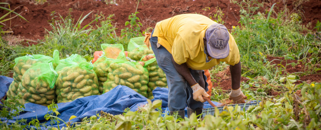 St. Elizabeth, Jamaïque - 22 février 2018 : agriculteur au travail dans le domaine avec des sacs de pommes de terre irlandaises.