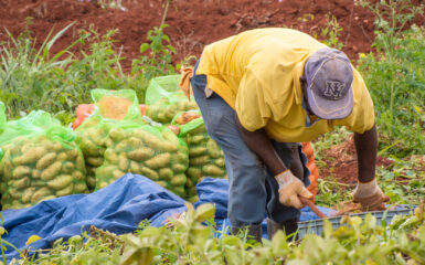 St. Elizabeth, Jamaica - 22 de febrero de 2018: Agricultor trabajando en el campo con bolsas de papas irlandesas.