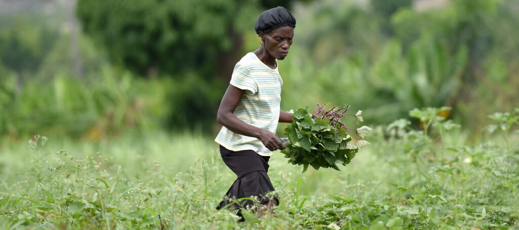 Essais de patates douces riches en vitamine A à Saint-Marc, Haïti.