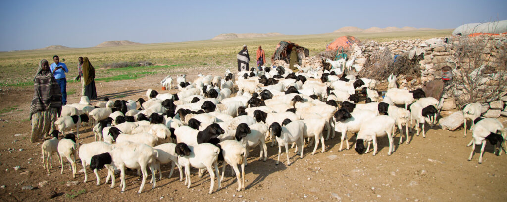 Les pasteurs libèrent leur bétail de leur enclos pour le faire paître dans une ferme près de Badham, en Somalie, le 28 septembre 2021. La FAO fournit un soutien d'urgence et des programmes de formation aux communautés locales de Somalie touchées par la sécheresse. Les crédits photos doivent être attribués à : ©FAO/Arete/Isak Amin.