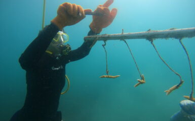 Plongeur travaillant sur la réhabilitation d'un récif corallien à Sainte-Lucie.
