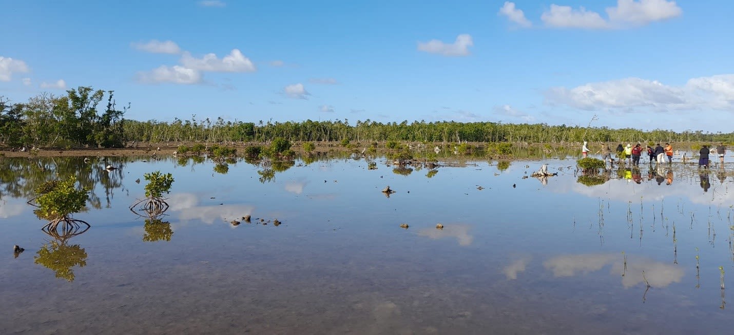 Community groups from the nearby village work at Tonga mangrove forest