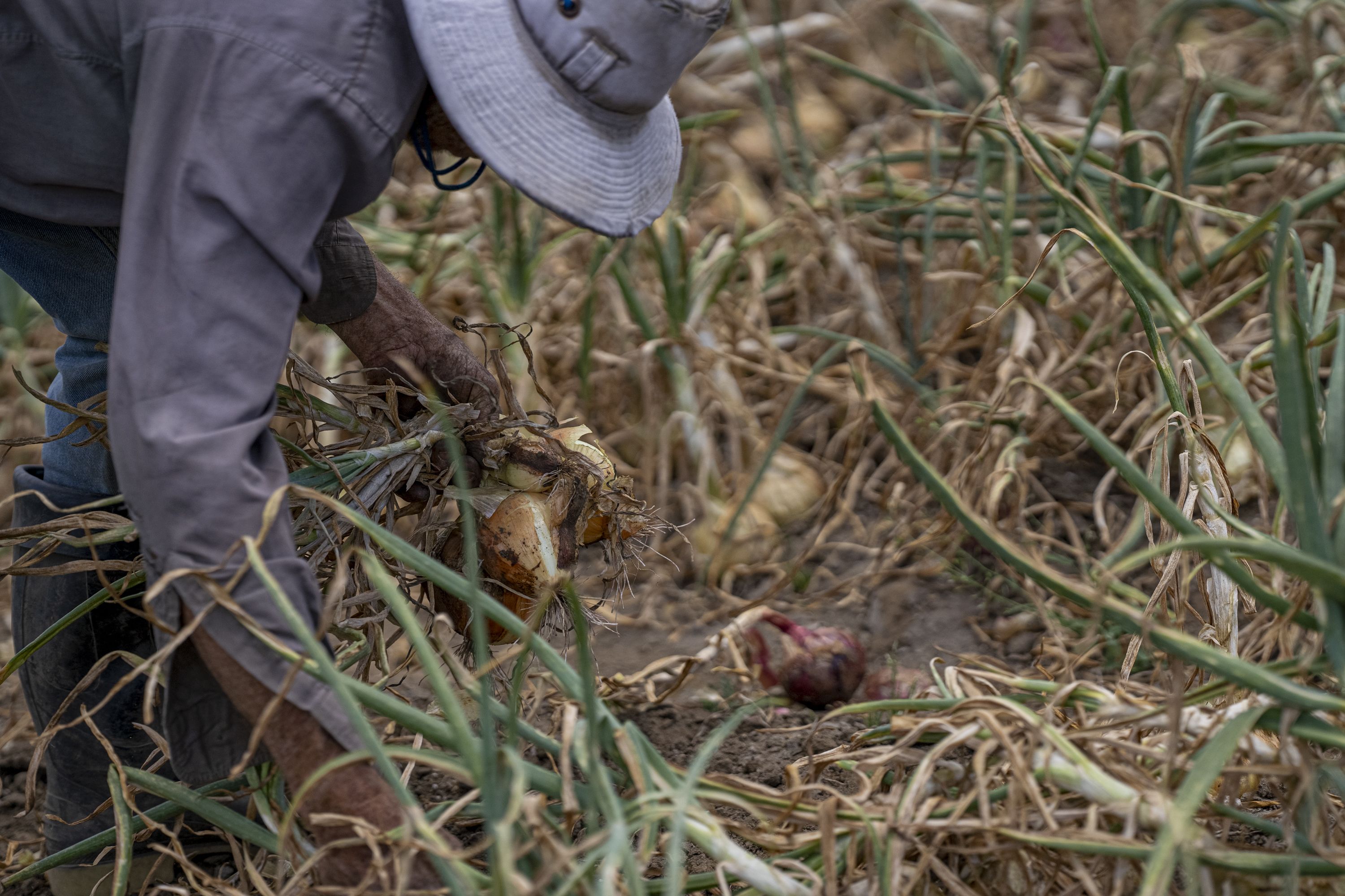 A farmer digs up onions from a farm.
