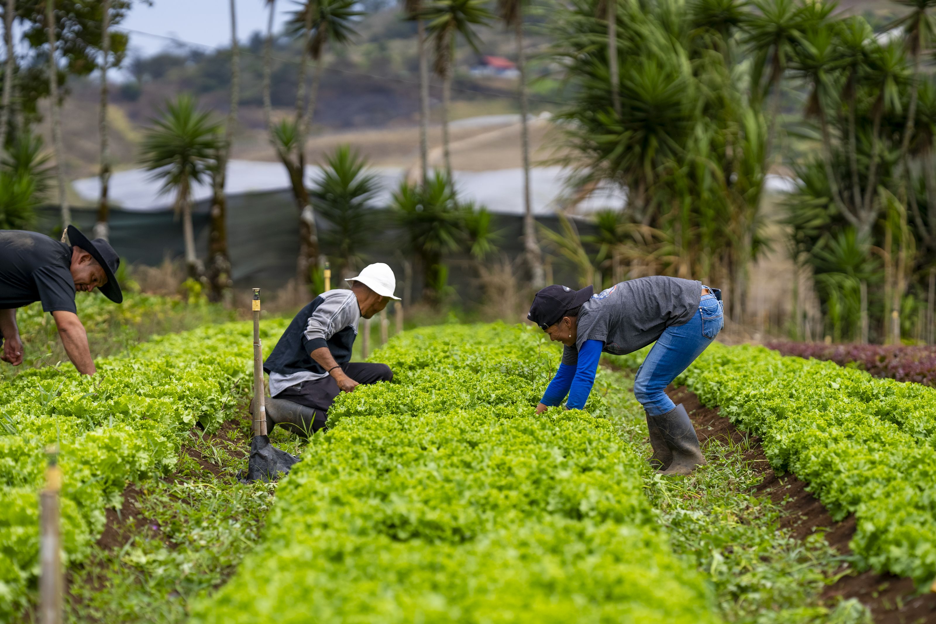 Two farmers in Costa Rica work in a field.