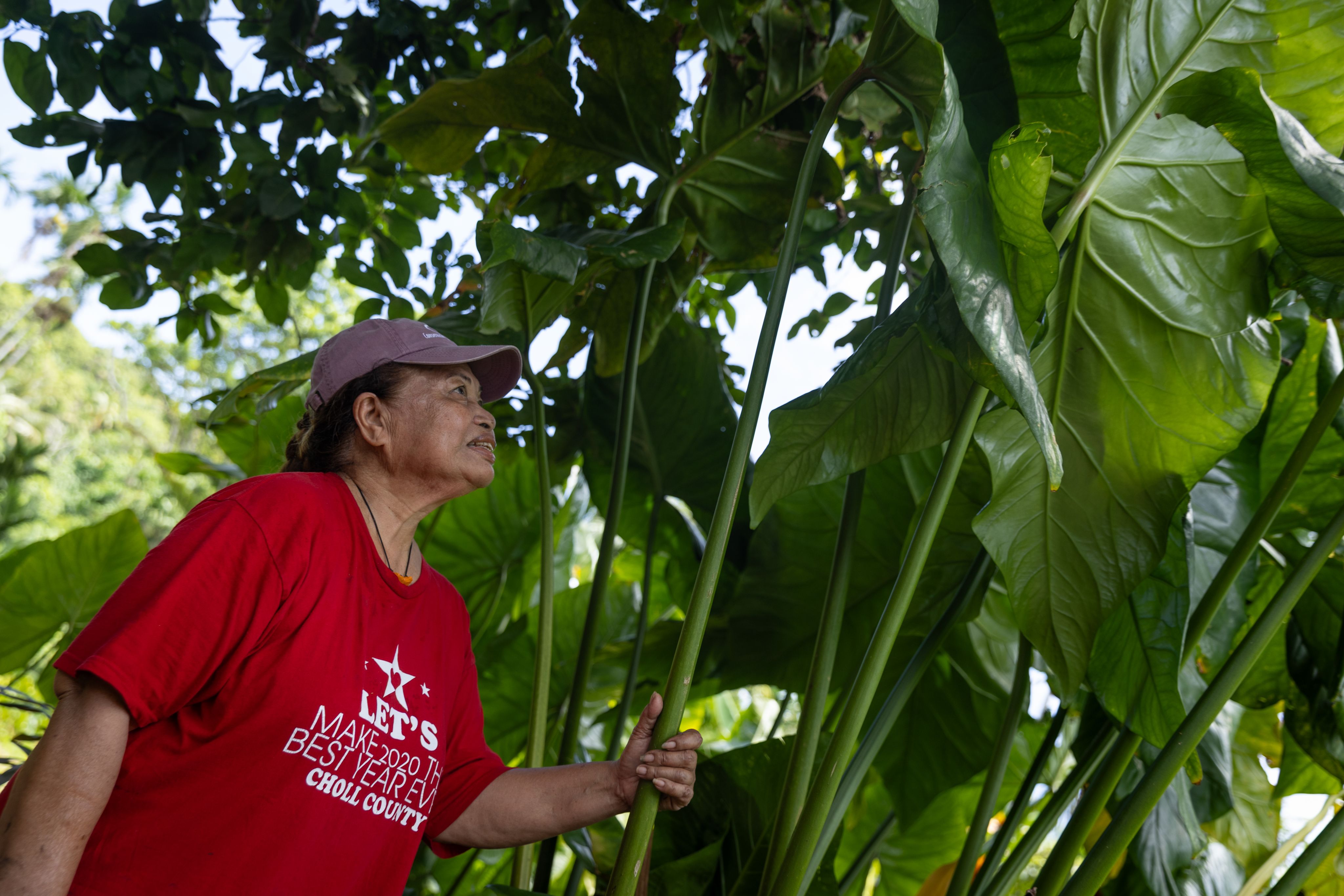 A Palau woman looks up at a taro plant.