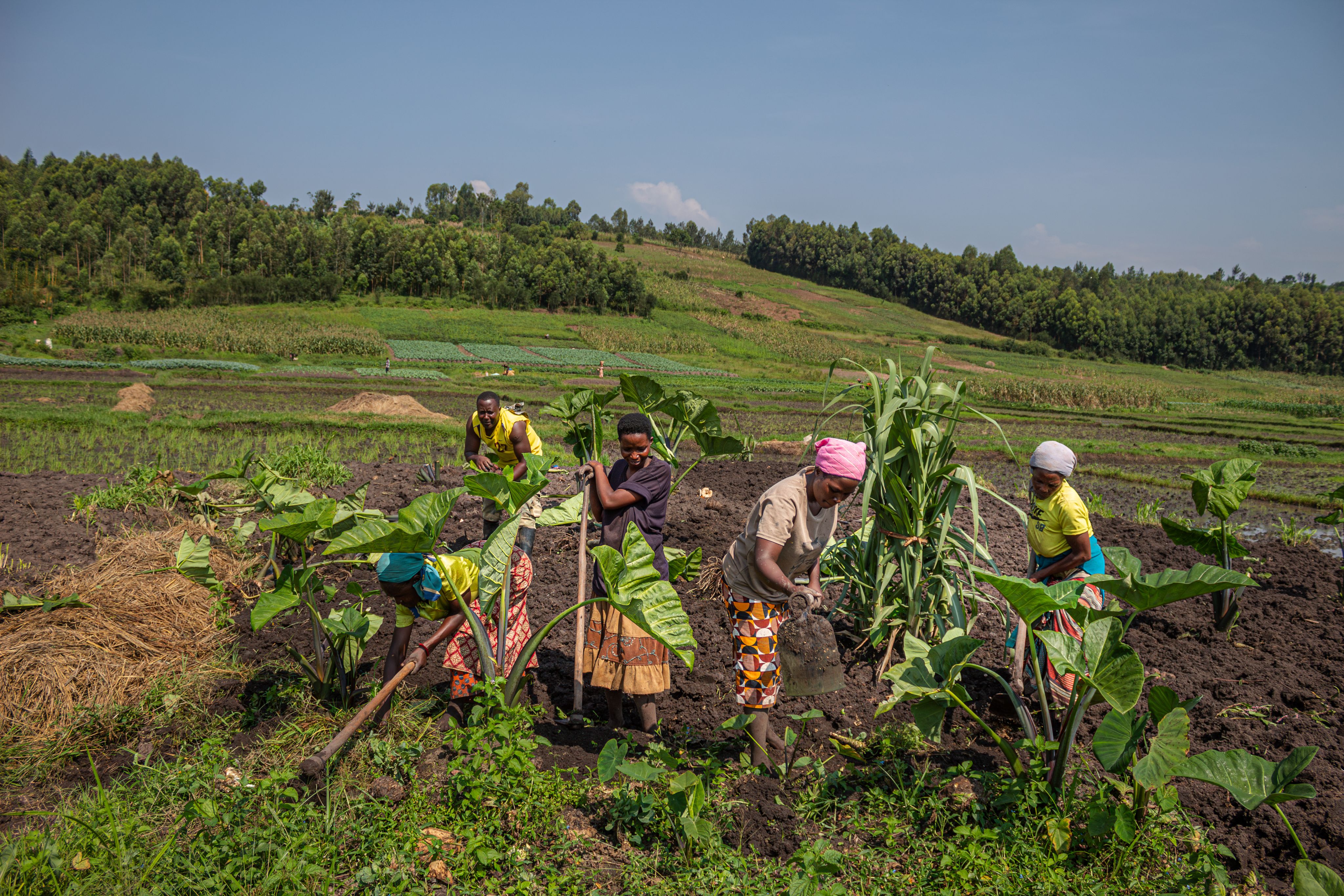 Farmers work on planting crops in a field.