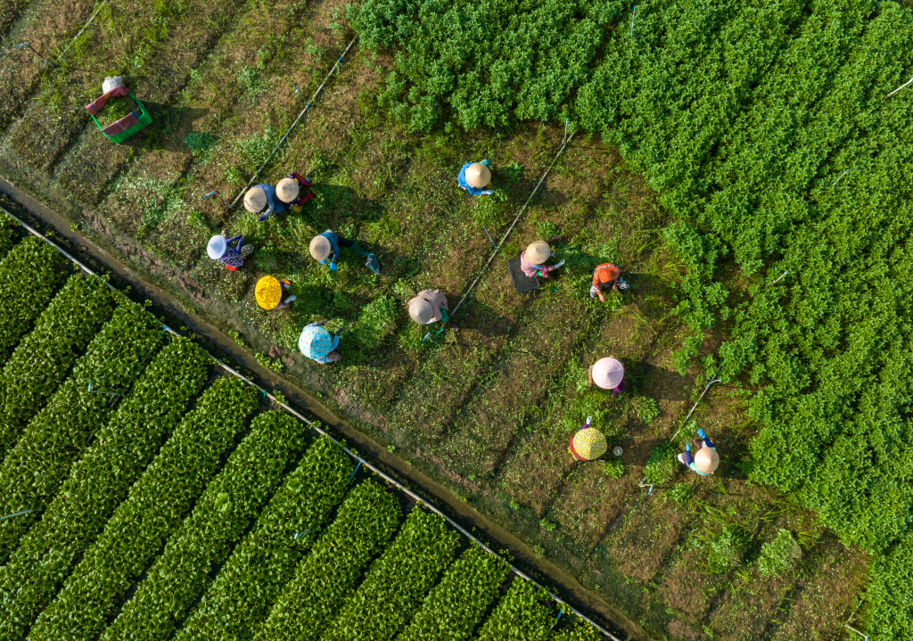 Aerial view of farmers harvesting vegetables in a green field.