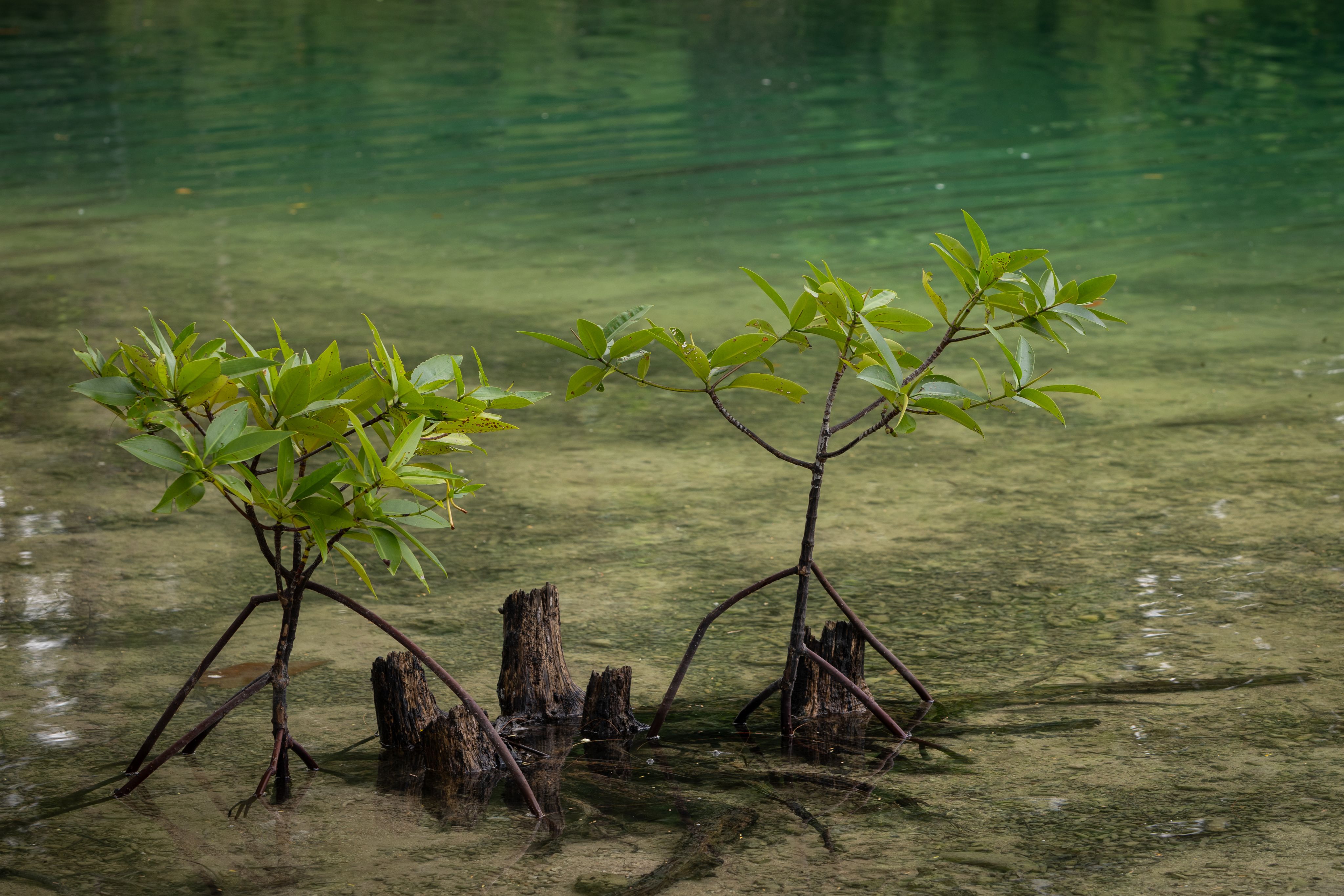 Baby mangroves in shallow water 
