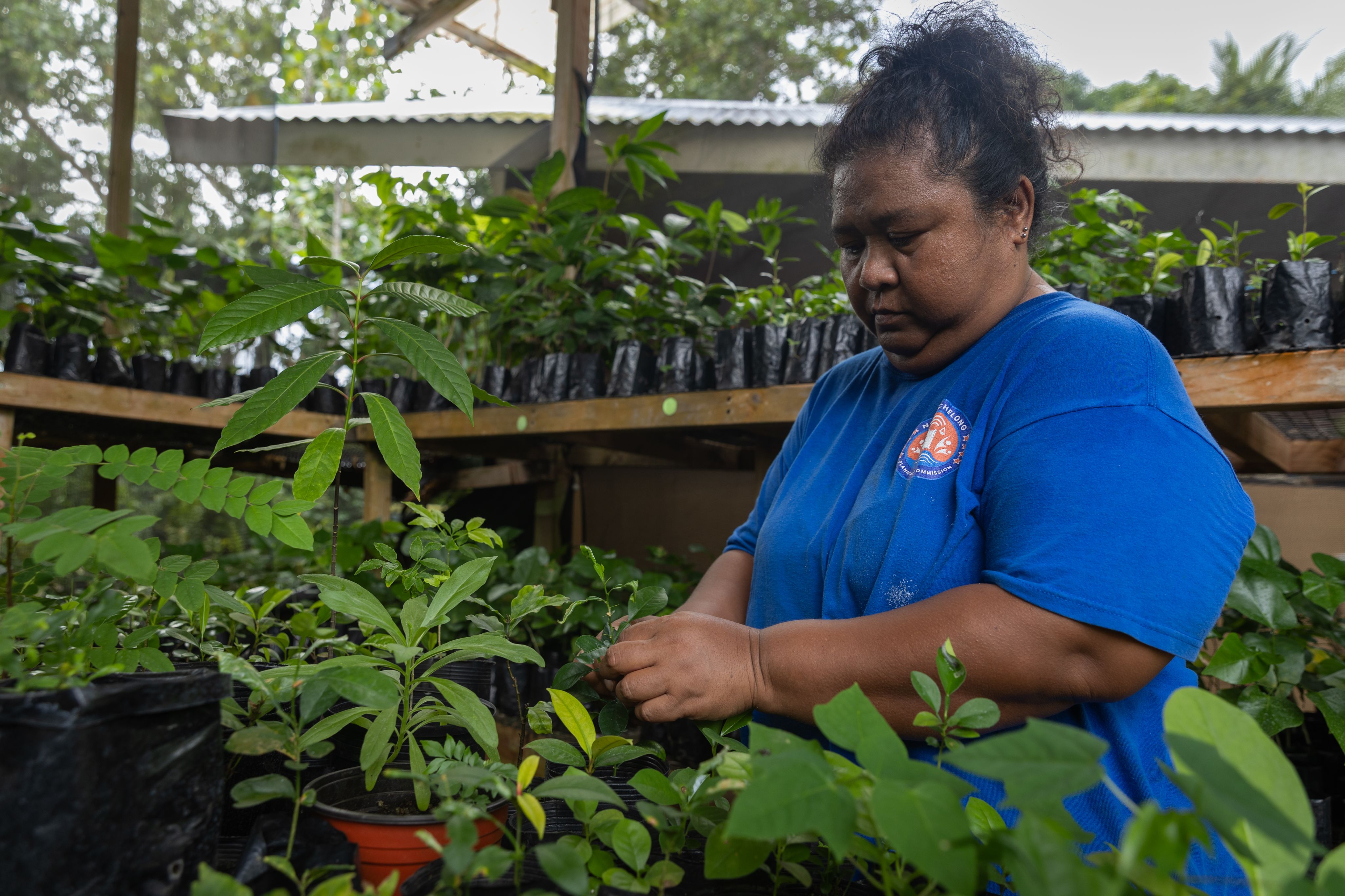 A woman wearing a blue shirt holds a small green plant in a greenhouse. 
