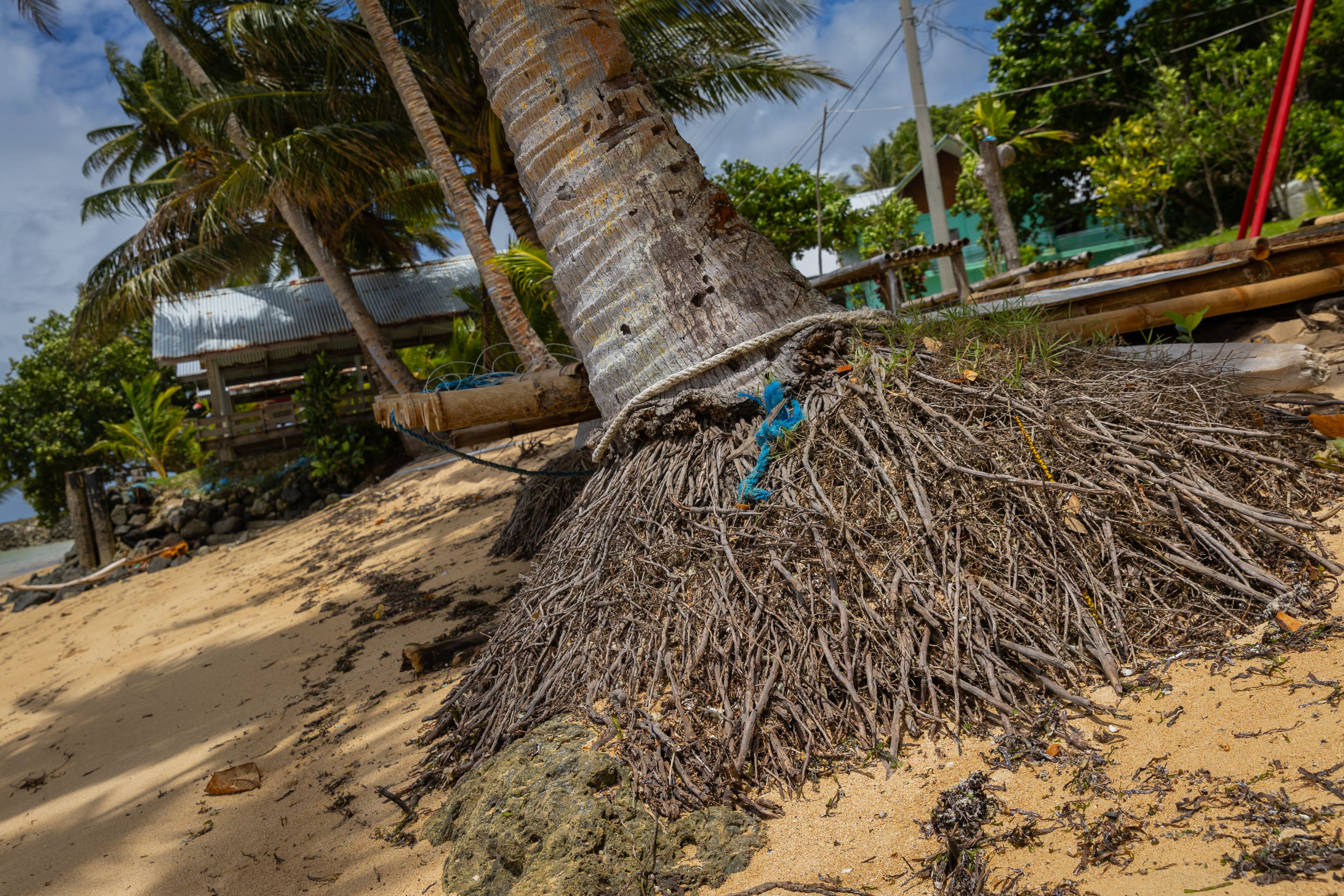 The roots of a palm tree on a beach exposed. 
