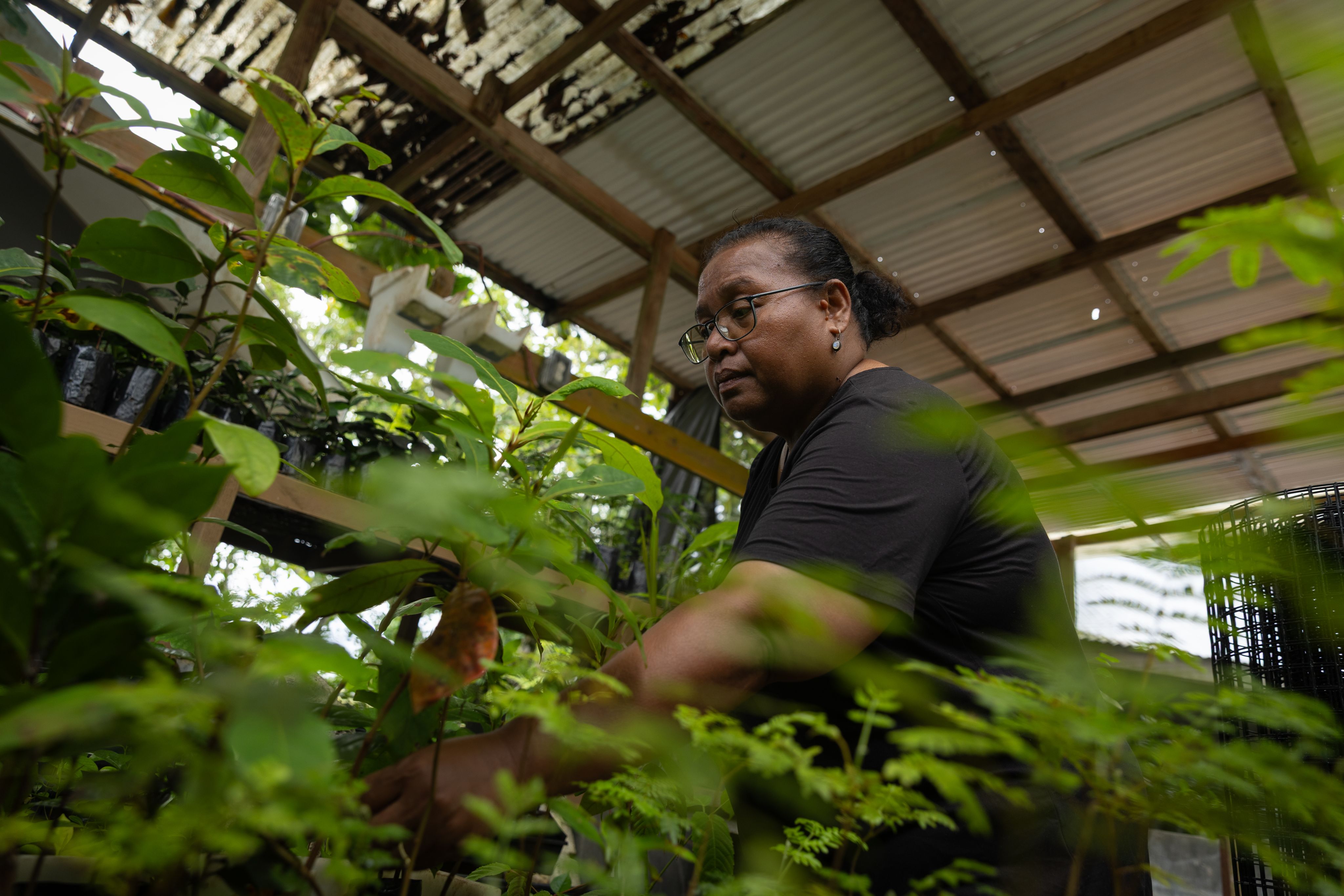 A woman in a greenhouse tends to many seedlings. 