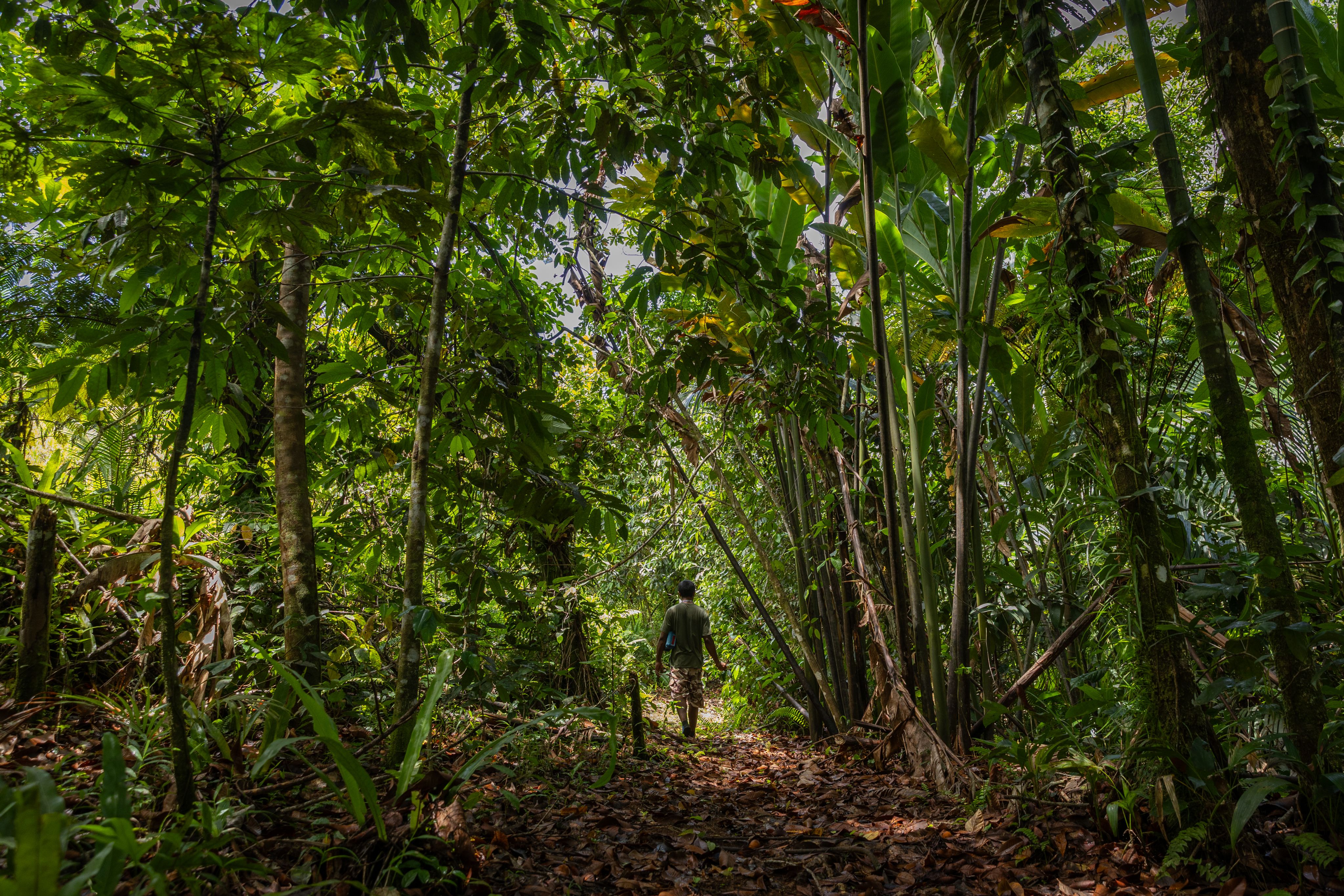 A man walking through a forest of tall green trees. 